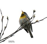 Northern Parula - Parula americana