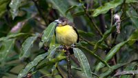 Flame-rumped Tanager - Ramphocelus flammigerus