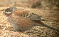 Pine Bunting - Emberiza leucocephalos