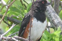 Eastern Towhee - Pipilo erythrophthalmus