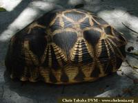 Burmese Star Tortoise, Geochelone platynota