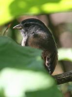 Rufous-rumped Warbling-finch