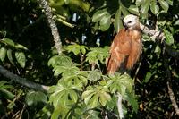 Black-collared  hawk   -   Busarellus  nigricollis   -   Poiana  dal  collare