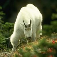 American Mtn. Goat