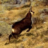 Alpine Chamois