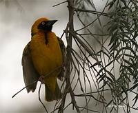 Speke's Weaver