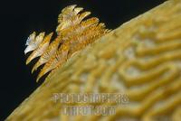 Yellow tubeworms on brain coral , Cuba , Caribbean stock photo