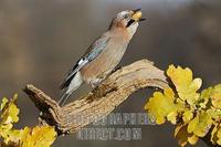 Eurasian Jay ( Garrulus glandarius with acorn in his beak stock photo