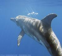 Rough-toothed dolphin