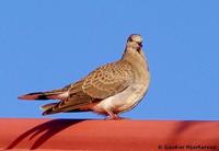 European Turtle Dove Streptopelia turtur