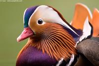 003678 - Aix galericulata (Mandarin Duck)