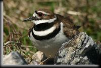 Killdeer, Croton Point Park, NY