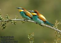 Vlha pestra (Merops apiaster)