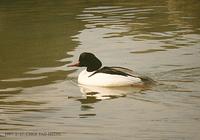 비오리 Common Merganser Mergus merganser