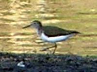 Common Sandpiper