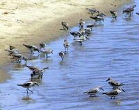 Red-necked Stint