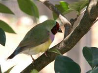 Gouldian Finch