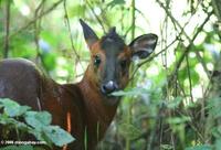 Red duiker (Cephalophus rufilatus)