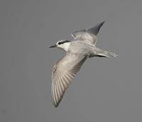 Whiskered Tern (Chlidonias hybrida)