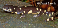 : Ambystoma californiense; California Tiger Salamander