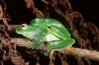 : Boophis luteus septentrionalis
