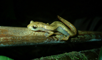 : Bolitoglossa helmrichi
