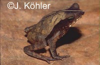 : Bufo castaneoticus