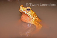 : Bufo coniferus