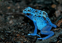 : Dendrobates tinctorius; Dyeing Poison Frog