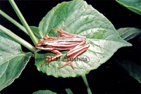 : Hypsiboas buriti; Pajamas Tree Frog