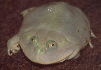 : Lepidobatrachus laevis; Budgett's Frog