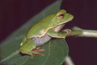 : Rhacophorus schlegelii; Schlegel's Green Tree Frog