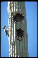 : Centurus uropygialis; Gila Woodpecker