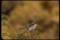 : Dendroica coronata; Yellow-rumped Warbler