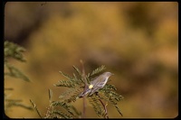: Dendroica coronata; Yellow-rumped Warbler