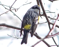 : Dendroica coronata; Myrtle Warbler