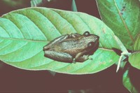 : Scinax alter