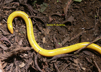 : Schistometopum thomense; Sao Tome Caecilian