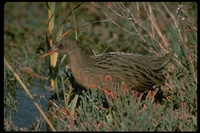 : Rallus longirostris obsoletus; California Clapper Rail