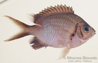 : Chromis alpha
