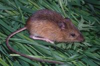 : Zapus trinotatus; Pacific Jumping Mouse