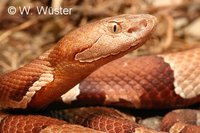 : Agkistrodon contortrix laticinctus; Broad-banded Copperhead