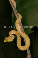 : Bothriechis schlegelii