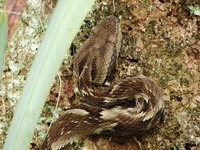 : Bothrops jararaca