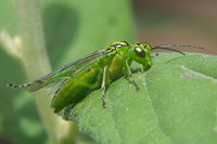 : Rhogogaster viridis