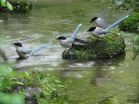 Cyanopica cyana Azure-winged Magpie オナガ