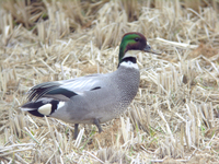 청머리오리 Anas falcata | falcated teal