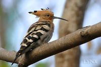 Eurasian Hoopoe 戴勝