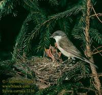 Sylvia curruca Lesser Whitethroat