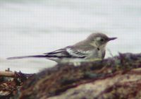 Fig. 10. Citrine Wagtail : 노랑머리할미새